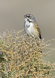 Image. Bell's Sparrow