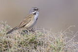 Image. Bell's Sparrow