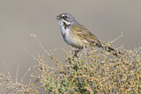 Image. Bell's Sparrow