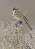 Image. Bell's Sparrow