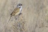 Image. Bell's Sparrow