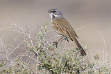 Image. Bell's Sparrow