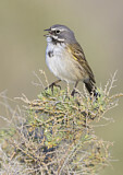 Image. Bell's Sparrow