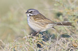 Image. Bell's Sparrow