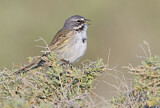 Image. Bell's Sparrow