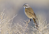 Image. Bell's Sparrow