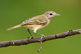 Image. Bell's Vireo