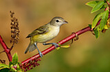 Image. Bell's Vireo