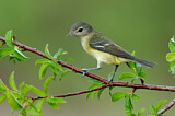 Image. Bell's Vireo