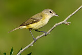 Image. Bell's Vireo
