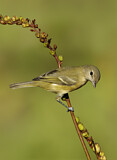 Image. Bell's Vireo