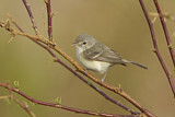 Image. Bell's Vireo