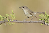 Image. Bell's Vireo