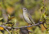 Image. Bell's Vireo