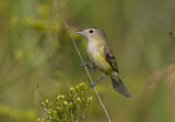 Image. Bell's Vireo