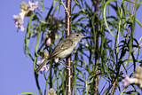 Image. Bell's Vireo