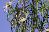 Image. Bell's Vireo