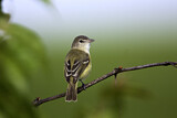 Image. Bell's Vireo