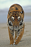 Image. Bengal-Tiger