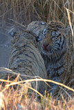 Image. Bengal Tiger
