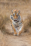 Image. Bengal-Tiger