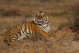 Image. Bengal-Tiger