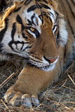 Image. Bengal-Tiger