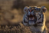 Image. Bengal-Tiger