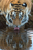 Image. Bengal-Tiger