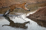 Image. Bengal Tiger