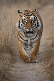 Image. Bengal-Tiger