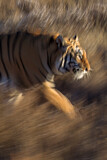 Image. Bengal-Tiger