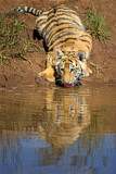 Image. Bengal-Tiger