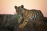Image. Bengal-Tiger