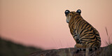 Image. Bengal-Tiger