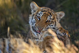 Image. Bengal-Tiger