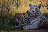 Image. Bengal-Tiger