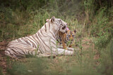 Image. Bengal-Tiger
