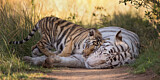 Image. Bengal-Tiger