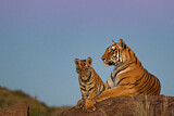 Image. Bengal-Tiger