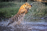 Image. Bengal-Tiger