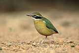Image. Bengalenpitta