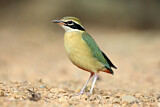 Image. Bengalenpitta