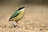 Image. Bengalenpitta