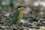 Image. Bengalenpitta