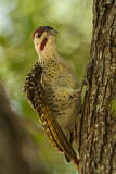 Image. Bennett's Woodpecker