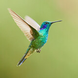 Image. Berg-Veilchenkolibri