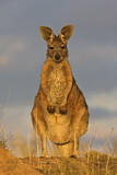 Image. Bergkänguru