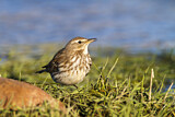 Image. Bergpieper