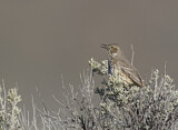 Image. Bergspottdrossel